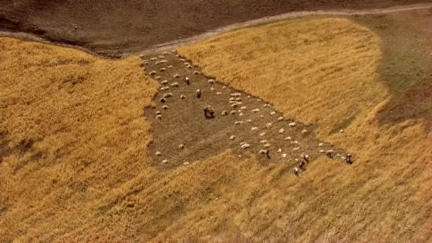 Vista Aérea Sobre Agricultores Que Trabalham Colhem Nos Campos Mali — Vídeo de Stock