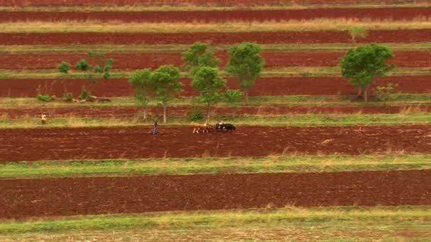 Vista Aérea Sobre Agricultores Que Trabalham Colhem Nos Campos Mali — Vídeo de Stock