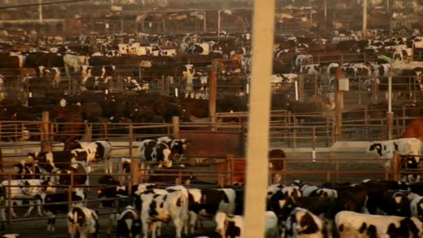 Aerial View Large Cattle Feedlot Livestock Responsible Global Greenhouse Gas — Stock Video