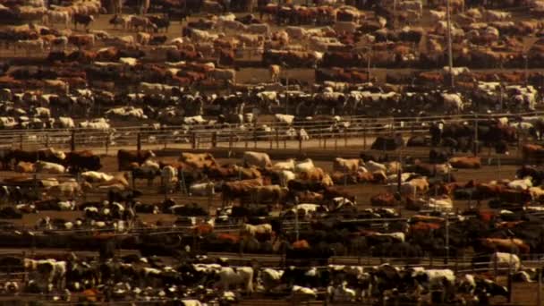 Aerial View Large Cattle Feedlot Livestock Responsible Global Greenhouse Gas — Stock Video