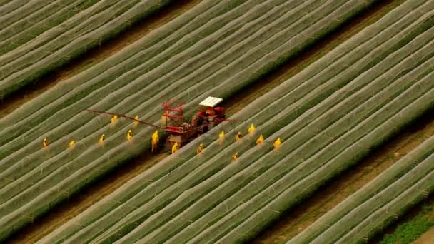 Widok Powietrza Ciągnika Rolniczego Opryskującego Pole Opryskiwaczem Herbicydami Pestycydami Zachodzie — Wideo stockowe