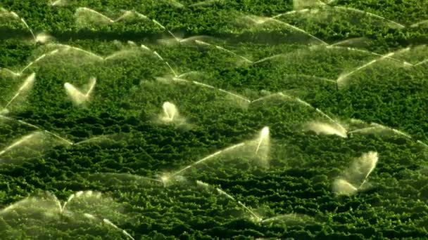 Vista Aérea Imágenes Agricultura Vastos Campos Verdes Que Riegan Artificialmente — Vídeos de Stock