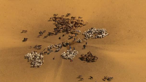 在沙特阿拉伯的阿拉伯沙漠 骆驼和人们聚集在一口水井前的空中景象 — 图库视频影像