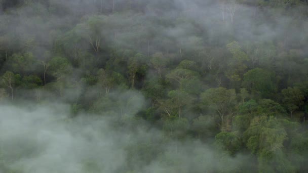 Vliegen Boven Een Jungle Met Wolken Mist — Stockvideo