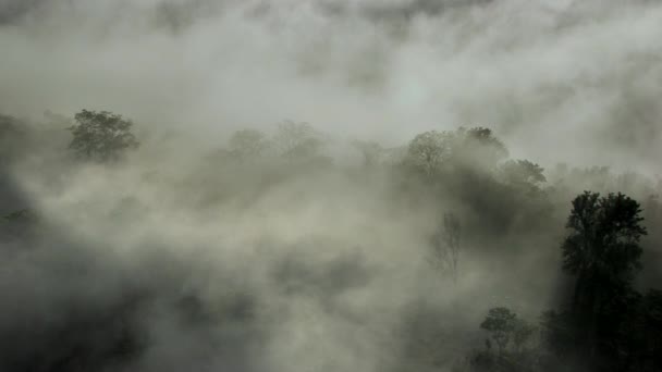 Voando Acima Uma Selva Com Nuvens Névoa — Vídeo de Stock