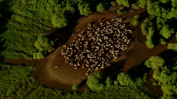 Bereketli Çayırların Bataklıkların Havadan Görünüşü Uzak Dağ Vadisindeki Otlayan Sığırlar — Stok video