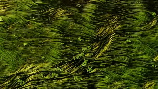 清澈的水带着绿草和海藻流淌着 — 图库视频影像