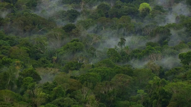 Bulutlar Sislerle Dolu Bir Ormanın Üzerinde Uçuyor — Stok video