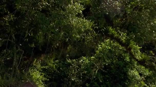 Luftaufnahme Tropischer Regenwaldbäume Wild Sonnenlicht — Stockvideo