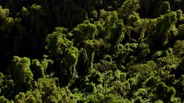 Luftaufnahme Tropischer Regenwaldbäume Wild Sonnenlicht — Stockvideo