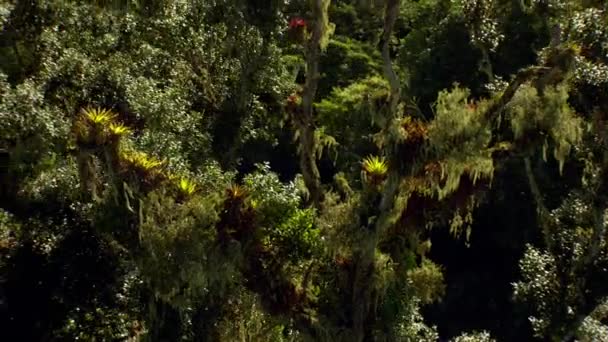 Tropikal Yağmur Ormanlarının Havadan Görünüşü Vahşi Güneş Işığı — Stok video