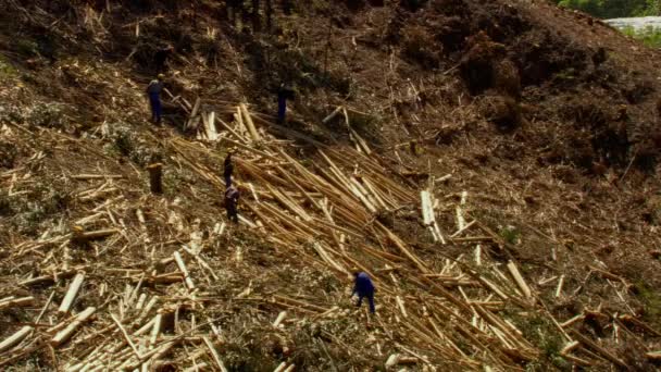 森林砍伐 木材厂工人在锯树 砍倒一棵松树 倒下的树倒在地上 人们破坏自然 空中景观 — 图库视频影像