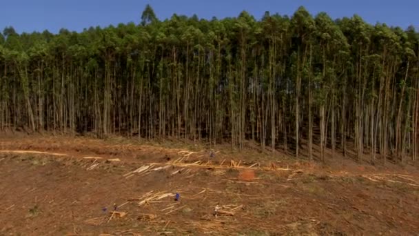 Deforestasi Pabrik Kayu Pekerja Menggergaji Pohon Memotong Kayu Tukang Kayu — Stok Video