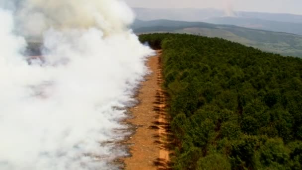 Vahşi Ateş Yakın Görüş Ormanların Tahrip Edilmesi Küresel Isınma Kavramı — Stok video