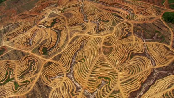 Aerial View Cut Trees Deforestation Area Cleared Forest Area — Stock Video