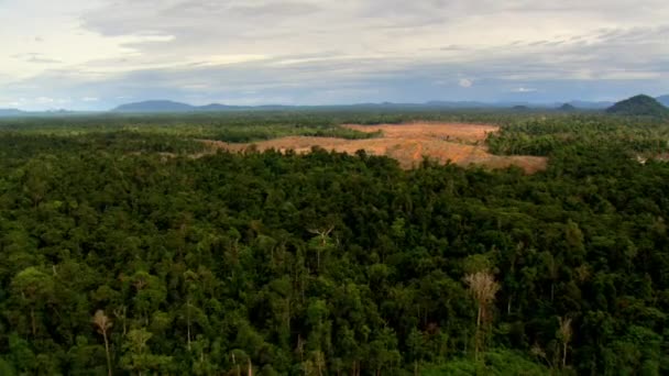 Vista Aérea Desmatamento Após Incêndio Florestal Desastre Natural — Vídeo de Stock