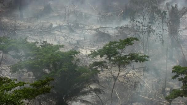 Widok Lotu Ptaka Lesie Popiele Spalonym Drzewie Dymem Pożarze — Wideo stockowe