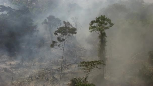 森林大火的空中景象 灰烬和燃烧的树 火后烟雾弥漫 — 图库视频影像