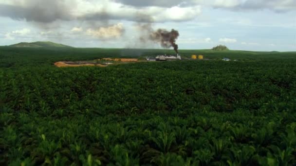 マレーシアの巨大なヤシ油プランテーションと工場 農業と産業のドローンショットを確立する — ストック動画