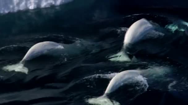 Aerial View Sperm Whales Swimming Peacefully Ocean — Stock Video