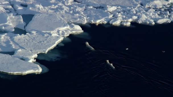 Vista Aérea Del Oso Polar Blanco Madre Cachorro Témpano Hielo — Vídeos de Stock