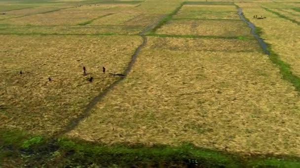 Bangladesh April 2018 Luchtfoto Van Vissersdorp Vissersboten Jamalpur Bangladesh Landschappen — Stockvideo