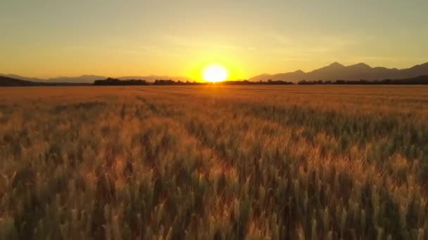 Drone Vliegt Een Tarweveld Bij Zonsondergang Prachtig Zomer Landschap Van — Stockvideo