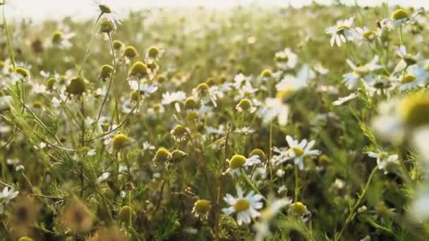 Champ Fleurs Marguerite Blanche Prairie Dans Les Lumières Coucher Soleil — Video