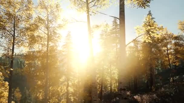 Φθινοπωρινό Τοπίο Δάσος Περπατήστε Μέσα Στο Υπέροχο Δάσος Του Φθινοπώρου — Αρχείο Βίντεο