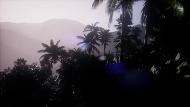 View Coco Palm Trees Tropical Landscape Smoke Sun Beam — Vídeo de stock