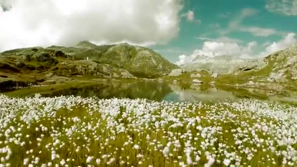ホワイトデイジーの花フィールド草原の山と湖の空中ビュー 風に揺れる白い砂浜の上をドローンが飛ぶ — ストック動画