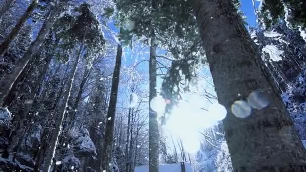 Bajo Ángulo Mirando Bosque Invierno Cubierto Corona Árbol Nieve Nieve — Vídeos de Stock