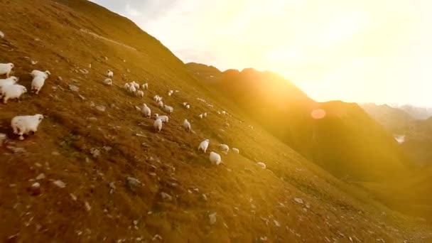 Вид Воздуха Стадо Овец Пасущихся Горном Ландшафте Закатом Неба — стоковое видео