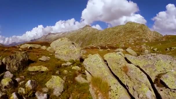 Vista Aérea Margarida Branca Flores Campo Prado Montanha Lago Drone — Vídeo de Stock