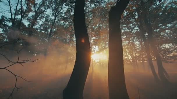 Nebliger Nordischer Wald Frühen Morgen Mit Nebel Nebelschwaden Kiefernwald Luftaufnahme — Stockvideo