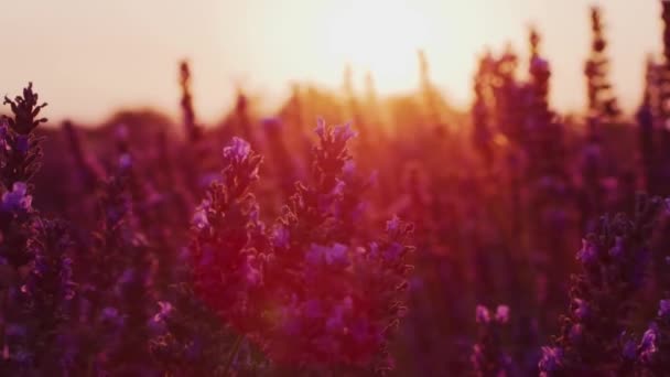 Slow Motion Uzavřit Letní Západ Slunce Osvětluje Kvetoucí Levandulová Pole — Stock video