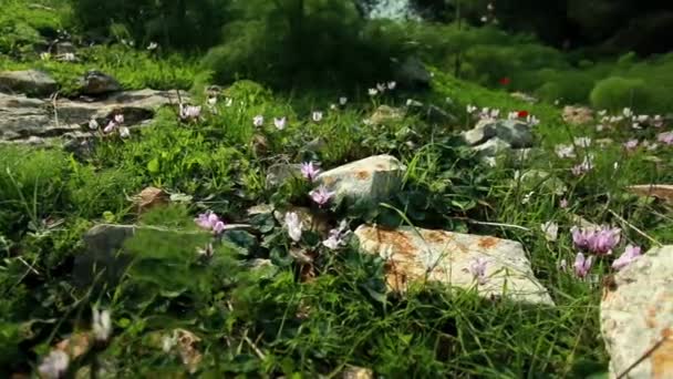 Piękna Dzika Łąka Kwiatowa Kolorowymi Kwiatami Bujną Zieloną Trawą Delikatnie — Wideo stockowe