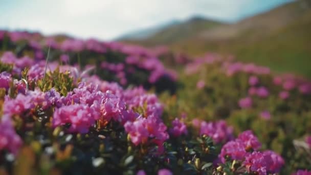 Όμορφο Τοπίο Του Χαριτωμένο Ροζ Cosmos Λουλούδι Άνθιση Και Φυσώντας — Αρχείο Βίντεο