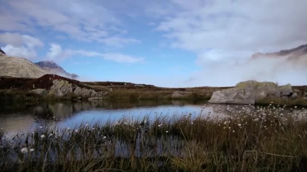 Beyaz Papatya Çiçekleri Çayırlık Dağ Göl Manzaralı Rüzgarda Sallanan Beyaz — Stok video