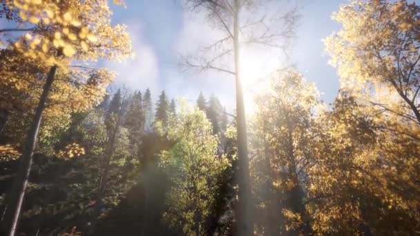 Misty Noords Bos Vroege Ochtend Met Mist Mistig Dennenbos Uitzicht — Stockvideo