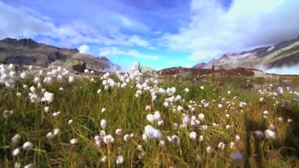 Vista Aérea Margarida Branca Flores Campo Prado Montanha Lago Drone — Vídeo de Stock