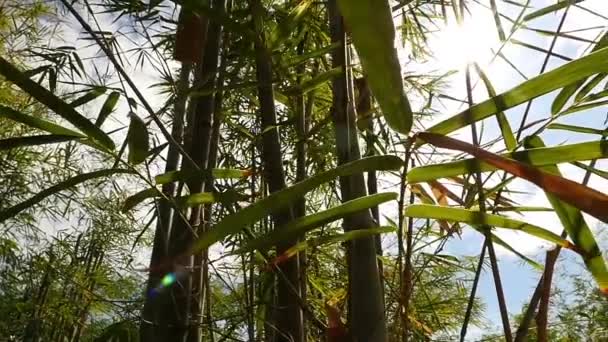 Texture Vivante Avec Feuilles Vertes Rayons Soleil Cassants Les Rayons — Video