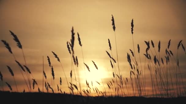 Drone Flying Wheat Field Sunset Beautiful Summer Landscape Wheat Field — Stock Video