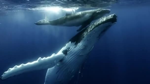 太陽の下で母親と赤ちゃんクジラの再会の海の光線 海洋生物におけるザトウクジラMegaptera Novaeangliae — ストック動画