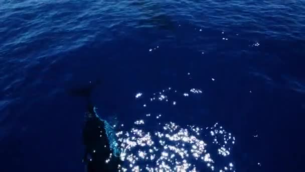 Vista Aérea Las Ballenas Madre Bebé Jugando Mar Azul Ballenas — Vídeo de stock