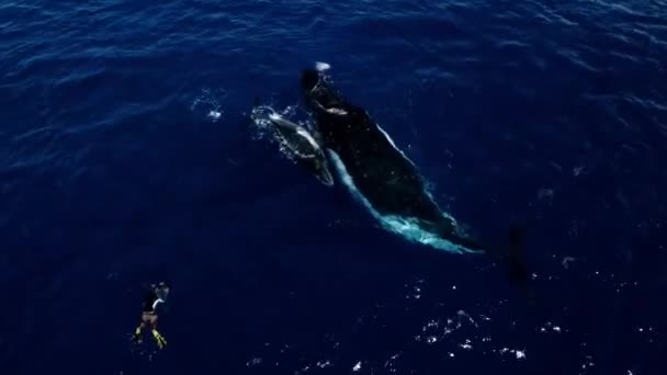 青い海で遊ぶ母親と赤ちゃんのクジラの空中ビュー 南の右のクジラ — ストック動画