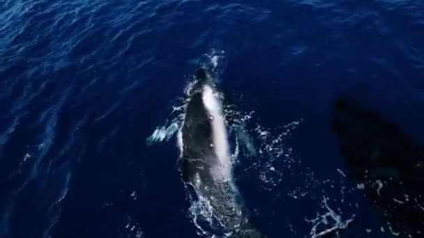 Vista Aérea Las Ballenas Madre Bebé Jugando Mar Azul Ballenas — Vídeos de Stock