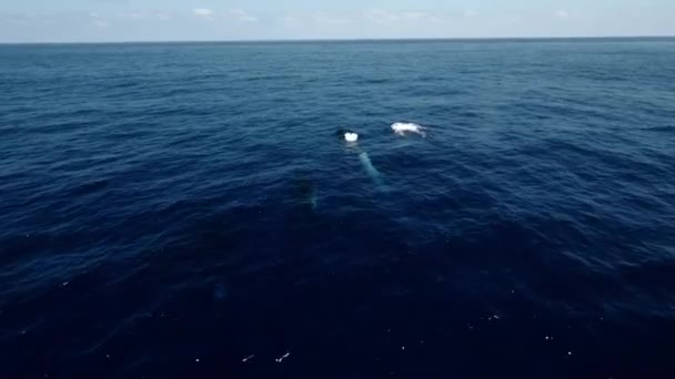 Luchtfoto Van Moeder Baby Walvissen Spelen Blauwe Zee Zuidelijke Rechtse — Stockvideo