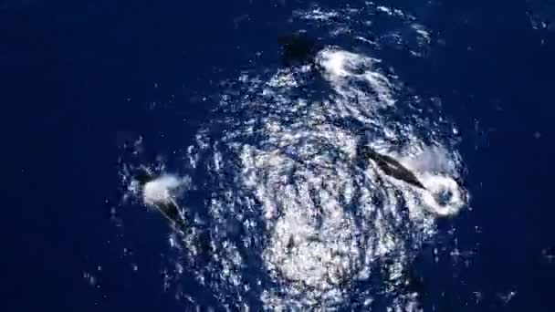 Vue Aérienne Mère Des Bébés Baleines Jouant Dans Mer Bleue — Video