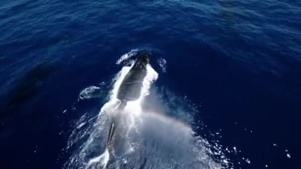 Veduta Aerea Della Bellissima Respirazione Delle Balene Creando Uno Spray — Video Stock